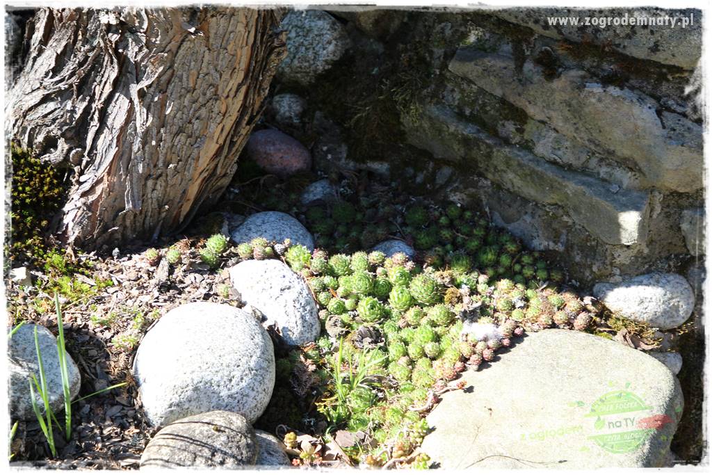 ogród na skarpie 327