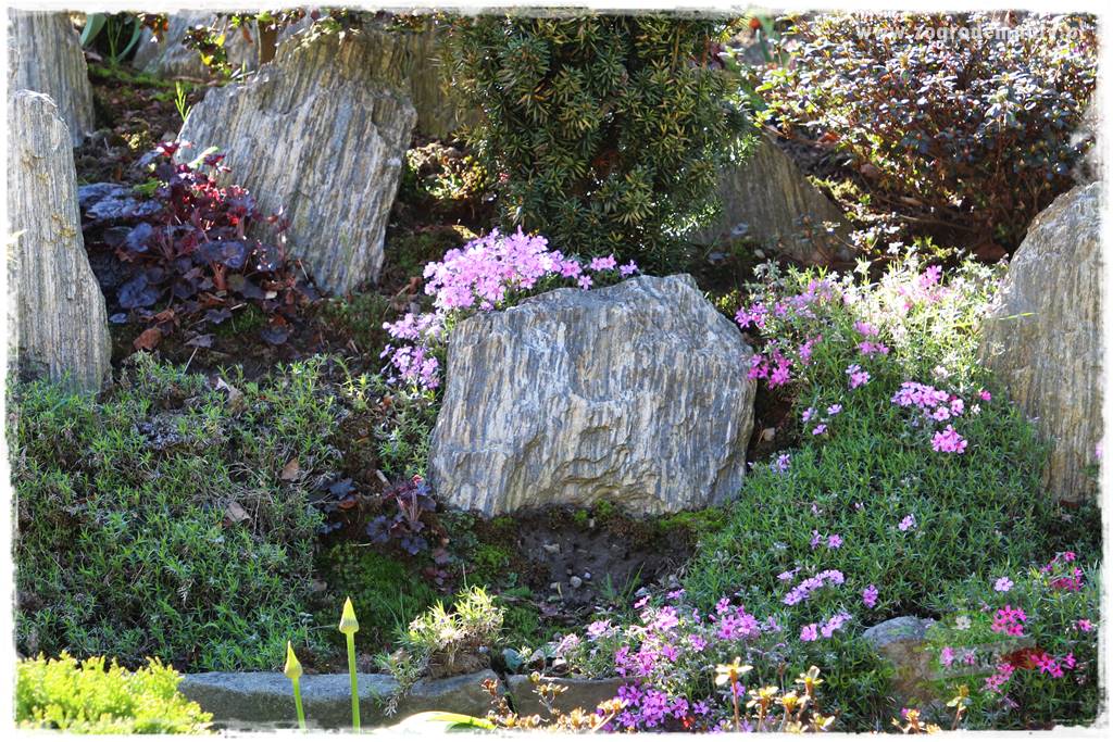 ogród na skarpie 329