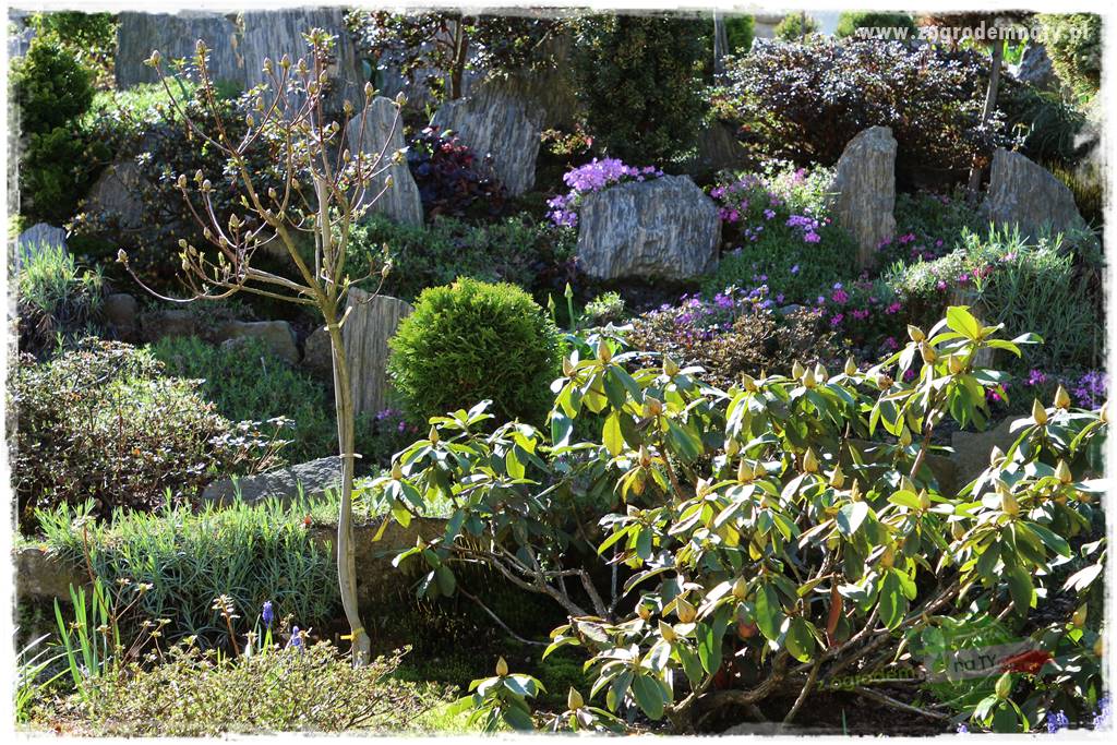ogród na skarpie 36