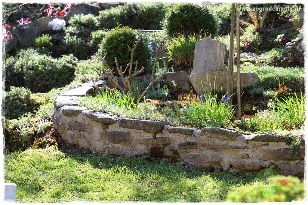 ogród na skarpie 7