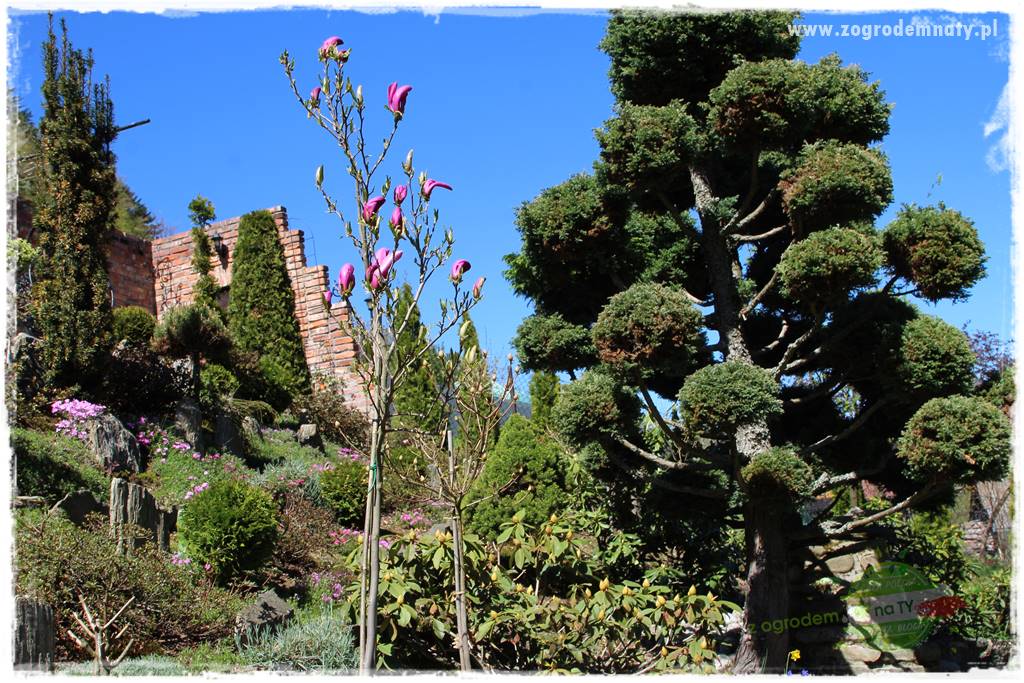 ogród na skarpie 9