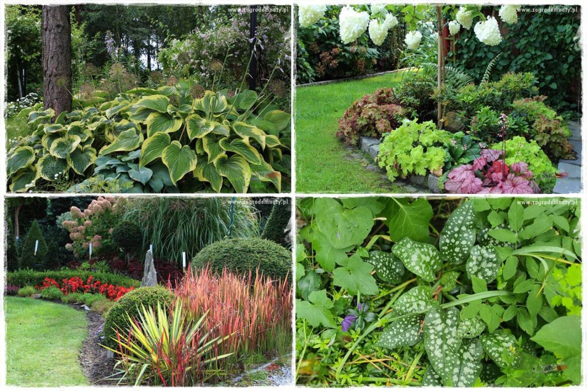 Byliny o ozdobnych liściach 0