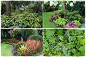 Byliny o ozdobnych liściach 0