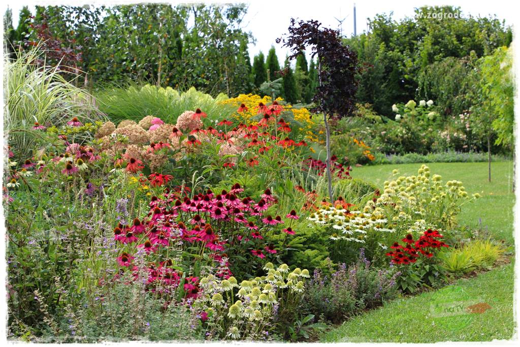 Byliny o ozdobnych liściach 0a Byliny o ozdobnych liściach 0a