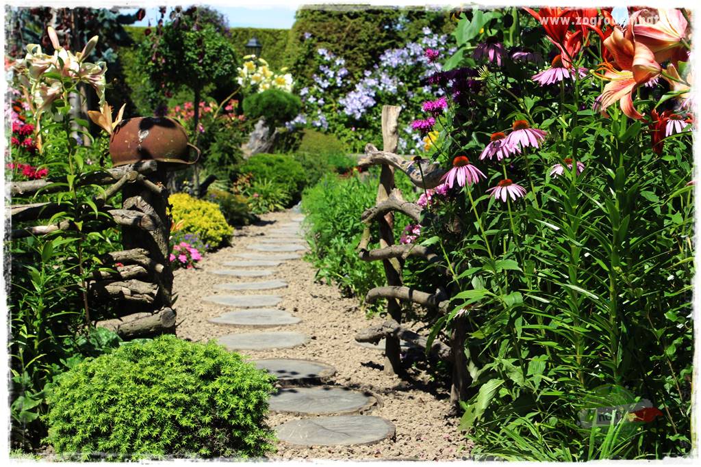 Byliny o ozdobnych liściach 1 Byliny o ozdobnych liściach 1