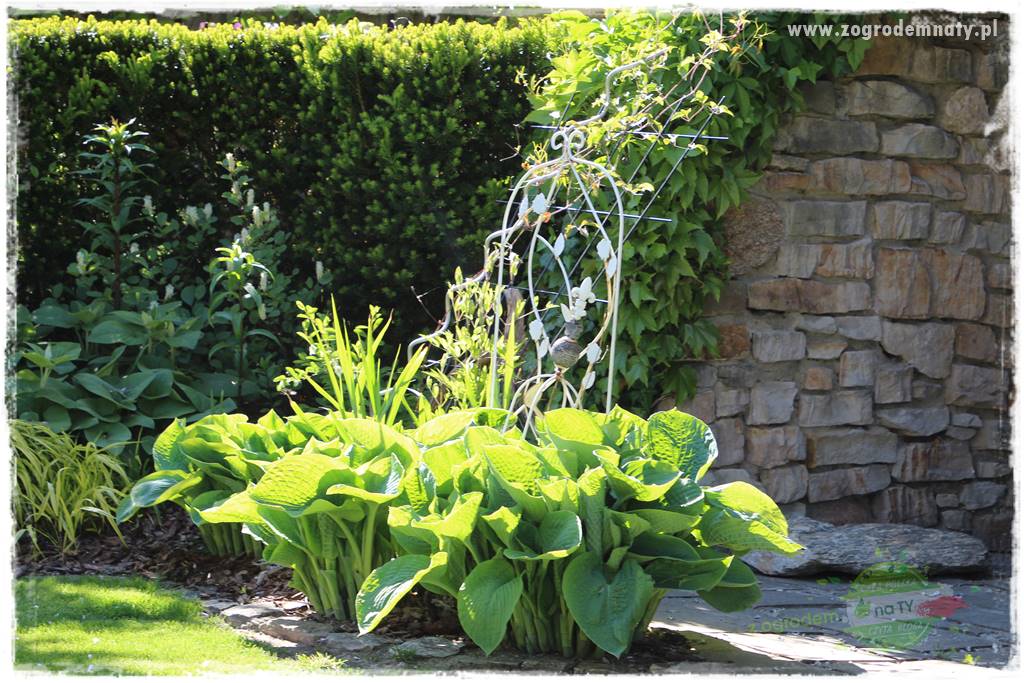 Byliny o ozdobnych liściach 10 Byliny o ozdobnych liściach 10