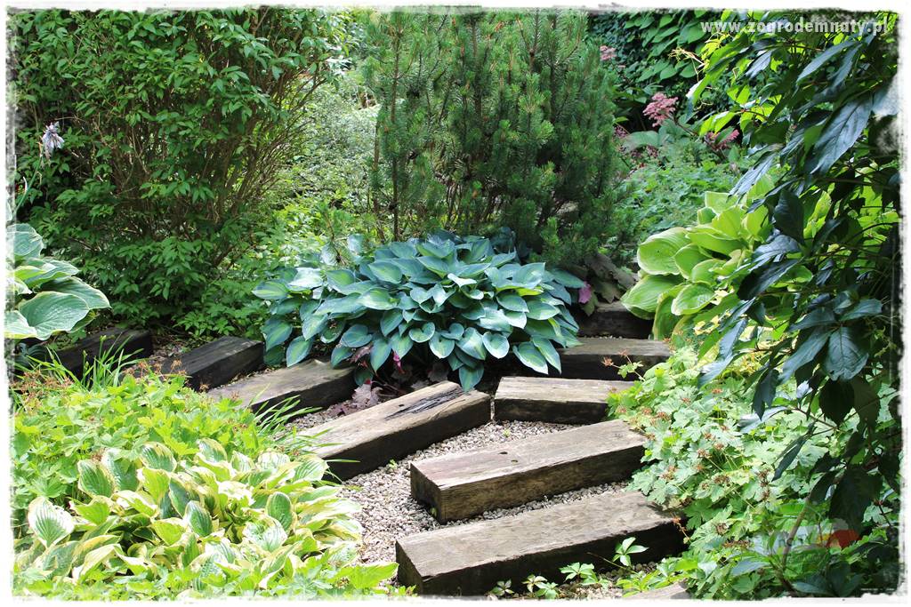 Byliny o ozdobnych liściach 12 Byliny o ozdobnych liściach 12