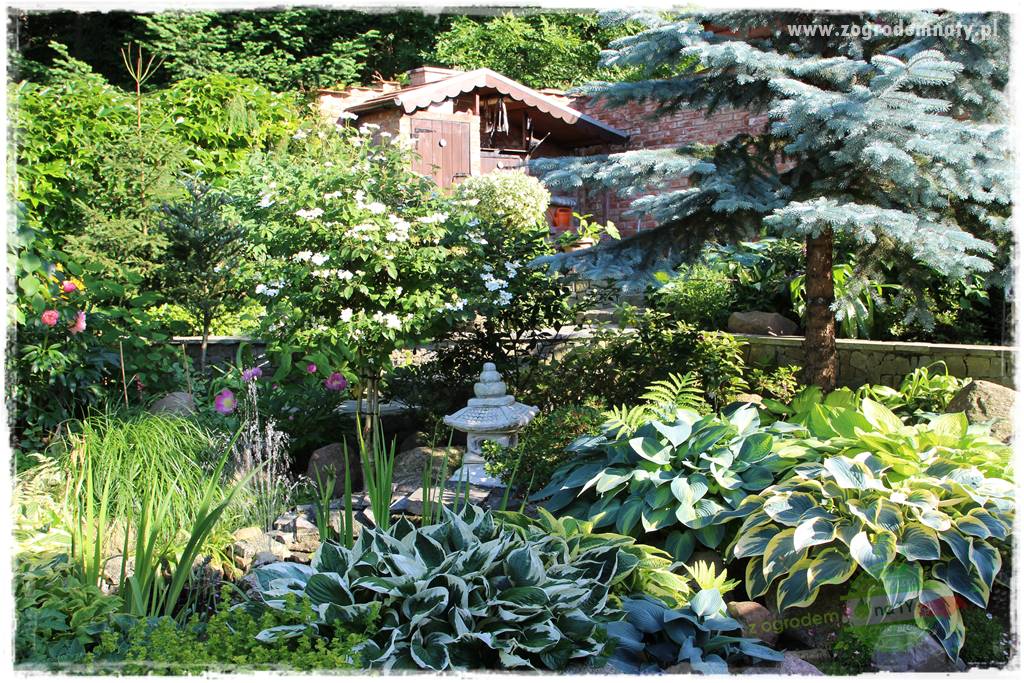 Byliny o ozdobnych liściach 14 Byliny o ozdobnych liściach 14