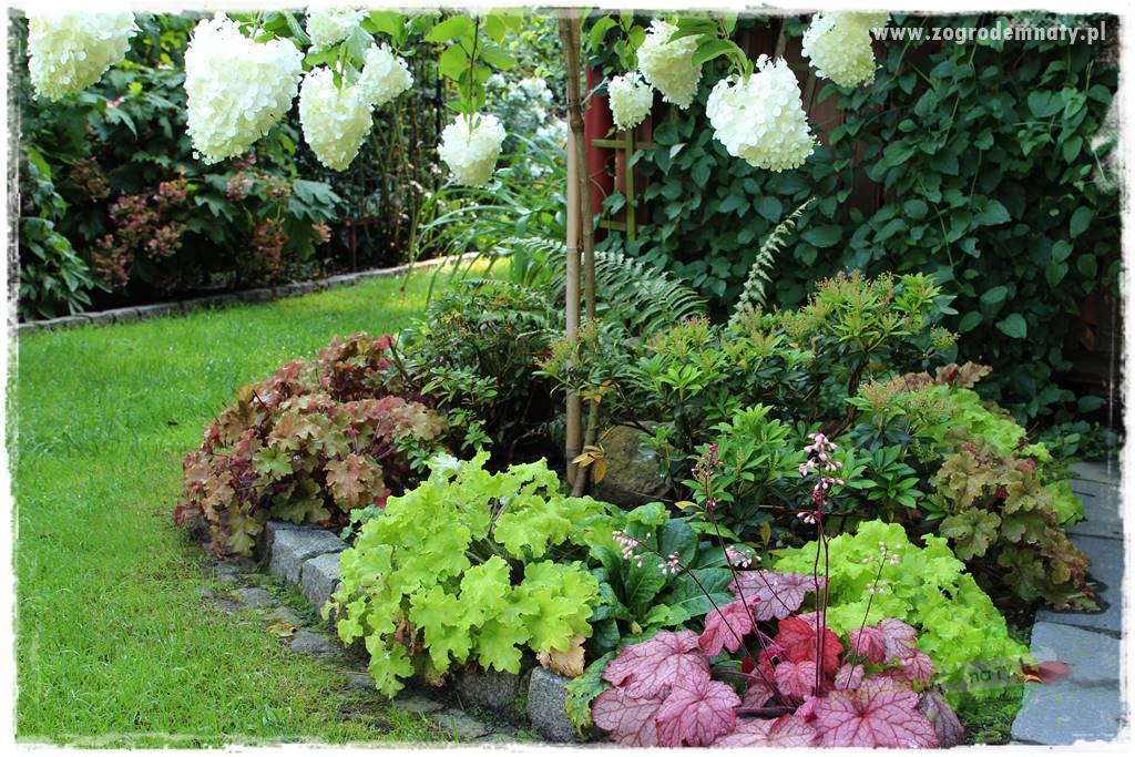 Byliny o ozdobnych liściach 16 Byliny o ozdobnych liściach 16