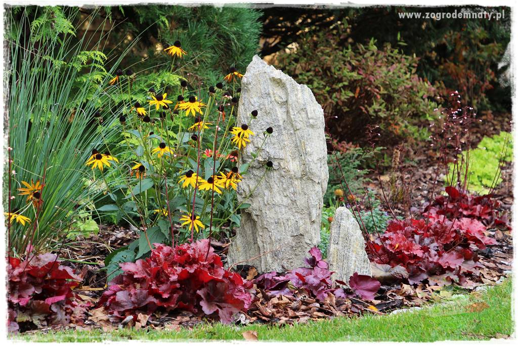 Byliny o ozdobnych liściach 17 Byliny o ozdobnych liściach 17