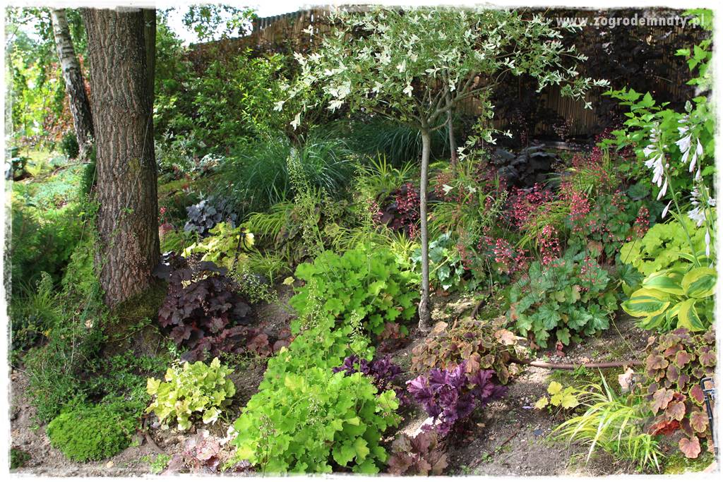 Byliny o ozdobnych liściach 18 Byliny o ozdobnych liściach 18