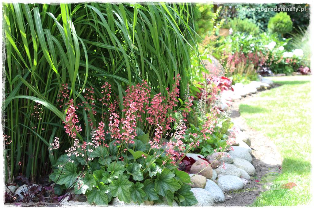 Byliny o ozdobnych liściach 19 Byliny o ozdobnych liściach 19