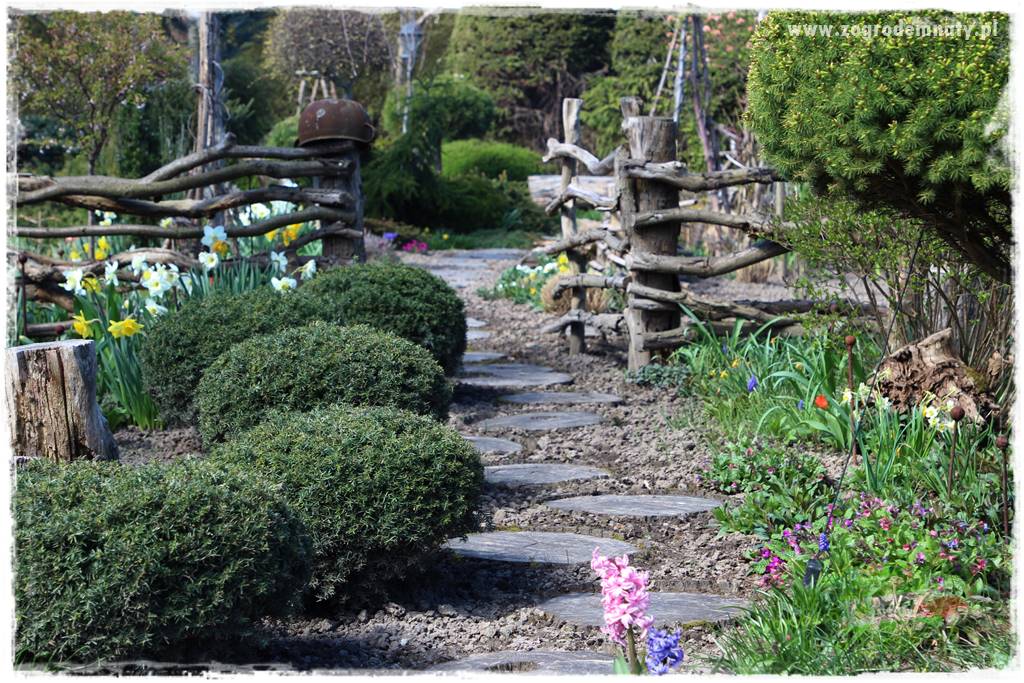 Byliny o ozdobnych liściach 2 Byliny o ozdobnych liściach 2