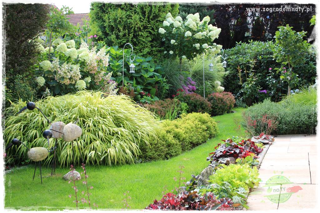 Byliny o ozdobnych liściach 22 Byliny o ozdobnych liściach 22