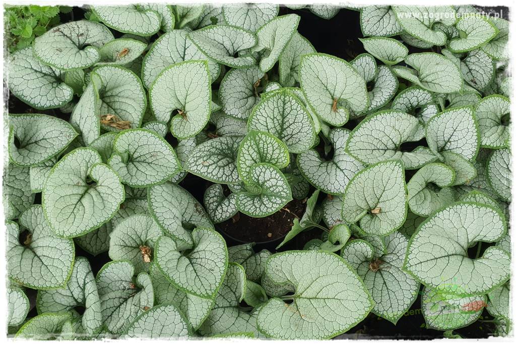 Byliny o ozdobnych liściach 23 Byliny o ozdobnych liściach 23