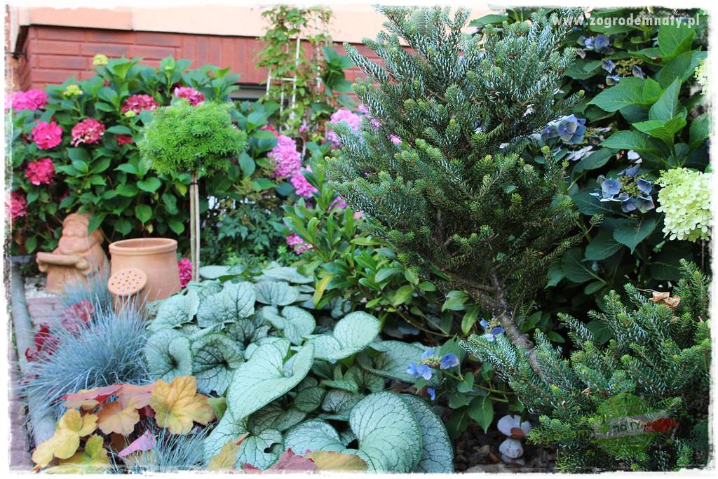 Byliny o ozdobnych liściach 24 Byliny o ozdobnych liściach 24