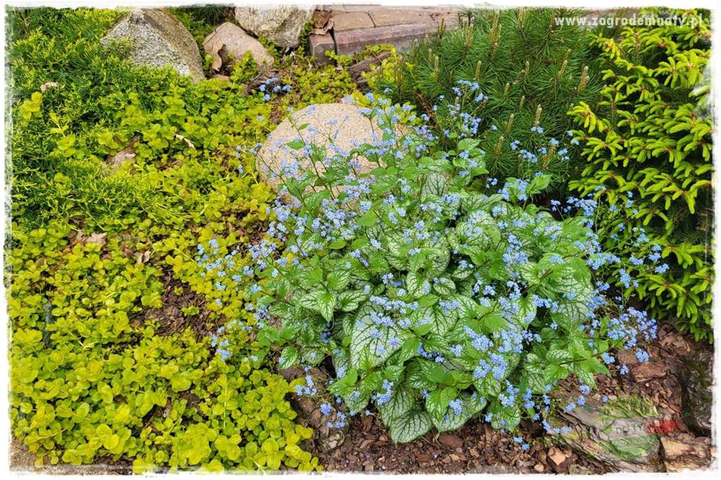 Byliny o ozdobnych liściach 25 Byliny o ozdobnych liściach 25