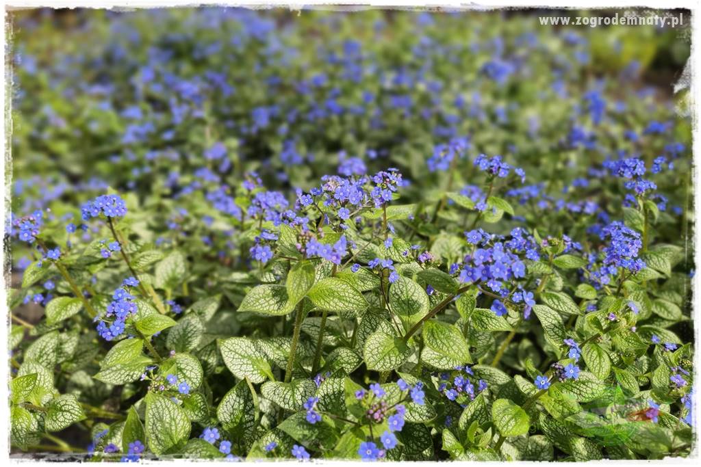 Byliny o ozdobnych liściach 26 Byliny o ozdobnych liściach 26