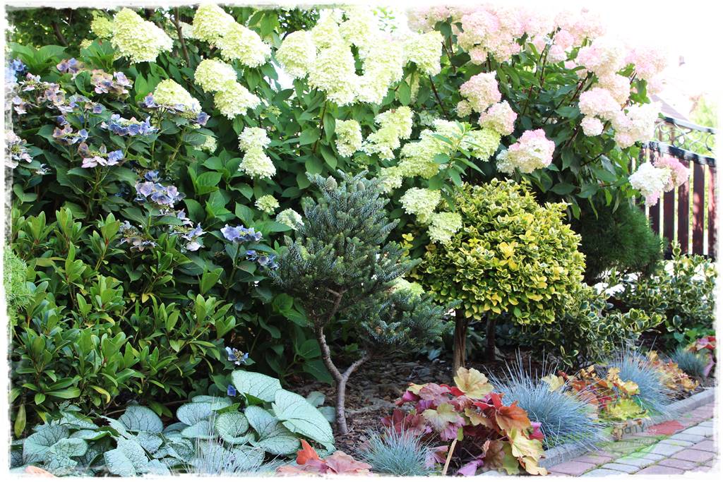 Byliny o ozdobnych liściach 27 Byliny o ozdobnych liściach 27