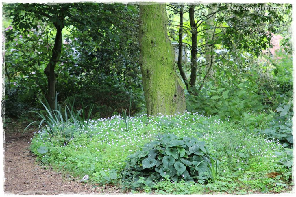 Byliny o ozdobnych liściach 28 Byliny o ozdobnych liściach 28