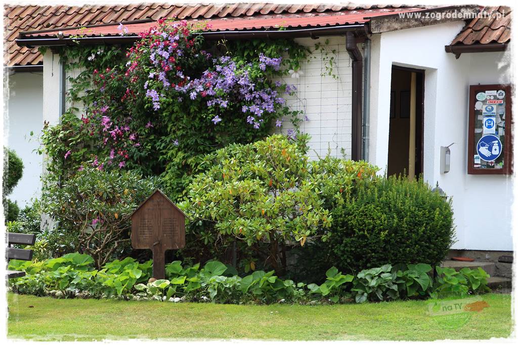 Byliny o ozdobnych liściach 29 Byliny o ozdobnych liściach 29