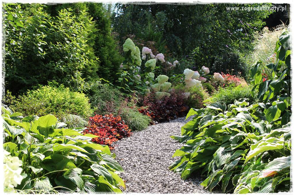 Byliny o ozdobnych liściach 3 Byliny o ozdobnych liściach 3