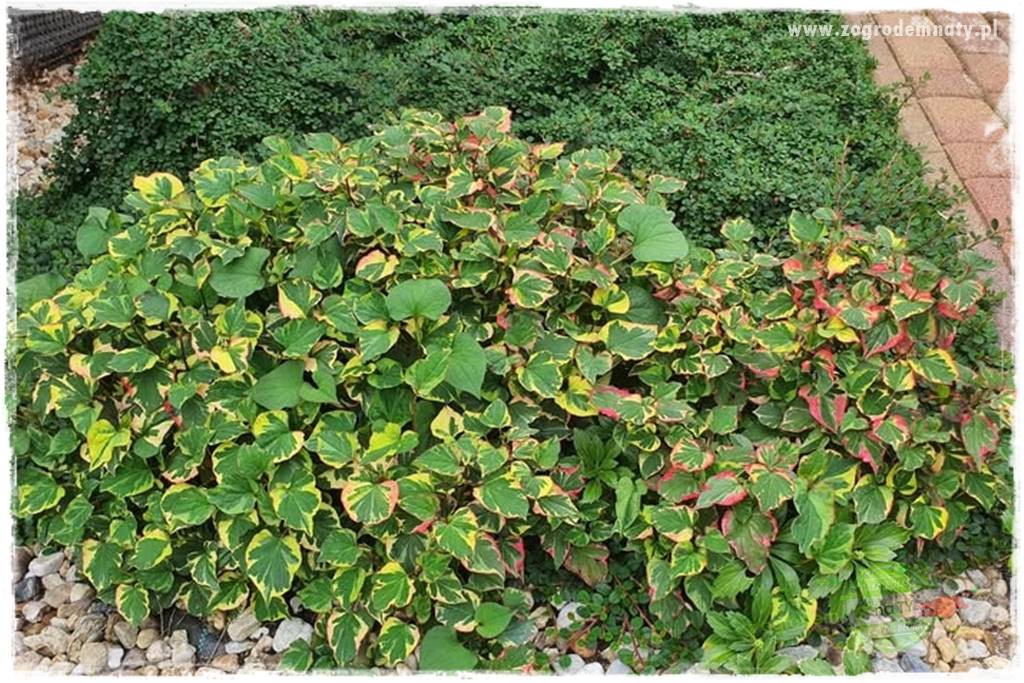 Byliny o ozdobnych liściach 30 Byliny o ozdobnych liściach 30