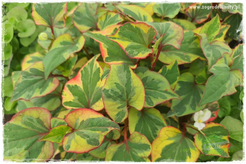 Byliny o ozdobnych liściach 31 Byliny o ozdobnych liściach 31