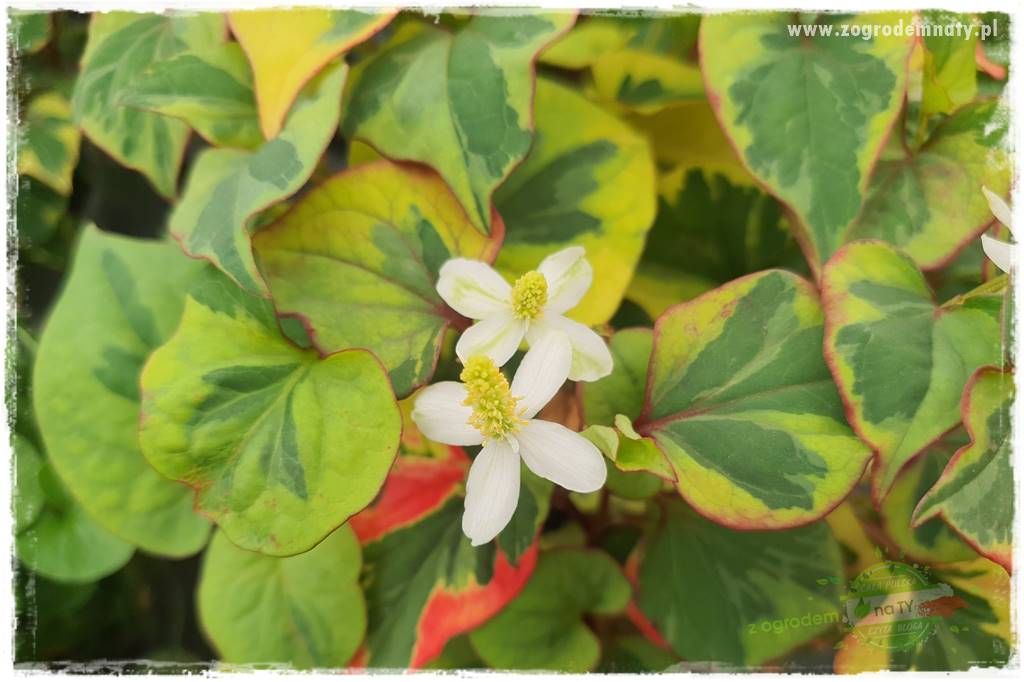 Byliny o ozdobnych liściach 32 Byliny o ozdobnych liściach 32