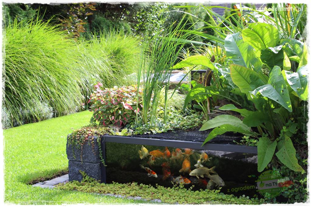 Byliny o ozdobnych liściach 34 Byliny o ozdobnych liściach 34