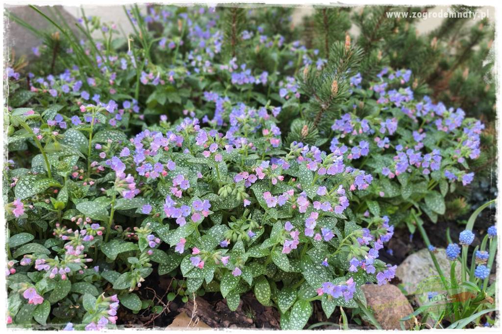 Byliny o ozdobnych liściach 35 Byliny o ozdobnych liściach 35