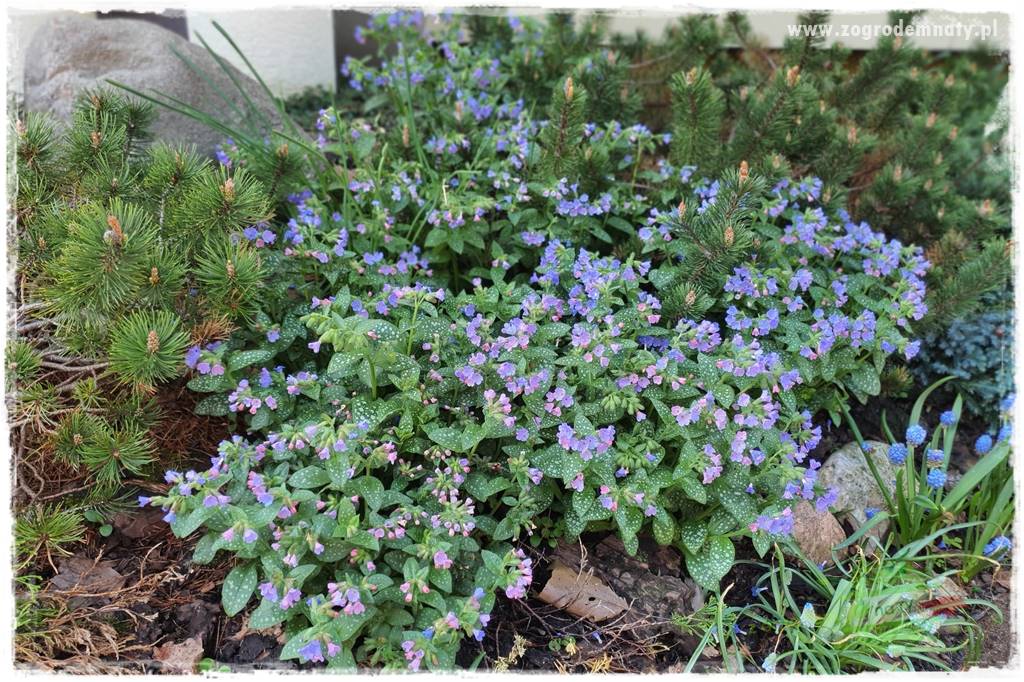 Byliny o ozdobnych liściach 36 Byliny o ozdobnych liściach 36