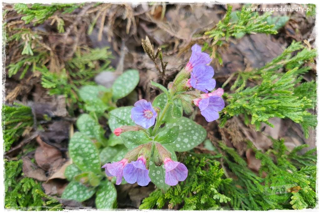 Byliny o ozdobnych liściach 37 Byliny o ozdobnych liściach 37