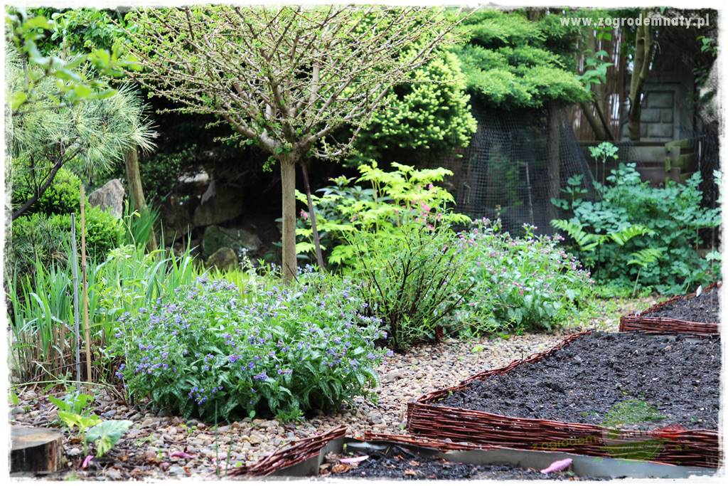 Byliny o ozdobnych liściach 38 Byliny o ozdobnych liściach 38