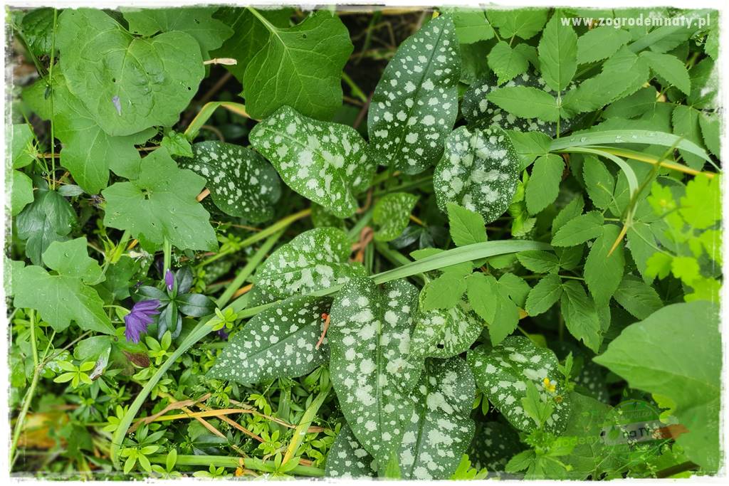 Byliny o ozdobnych liściach 39 Byliny o ozdobnych liściach 39