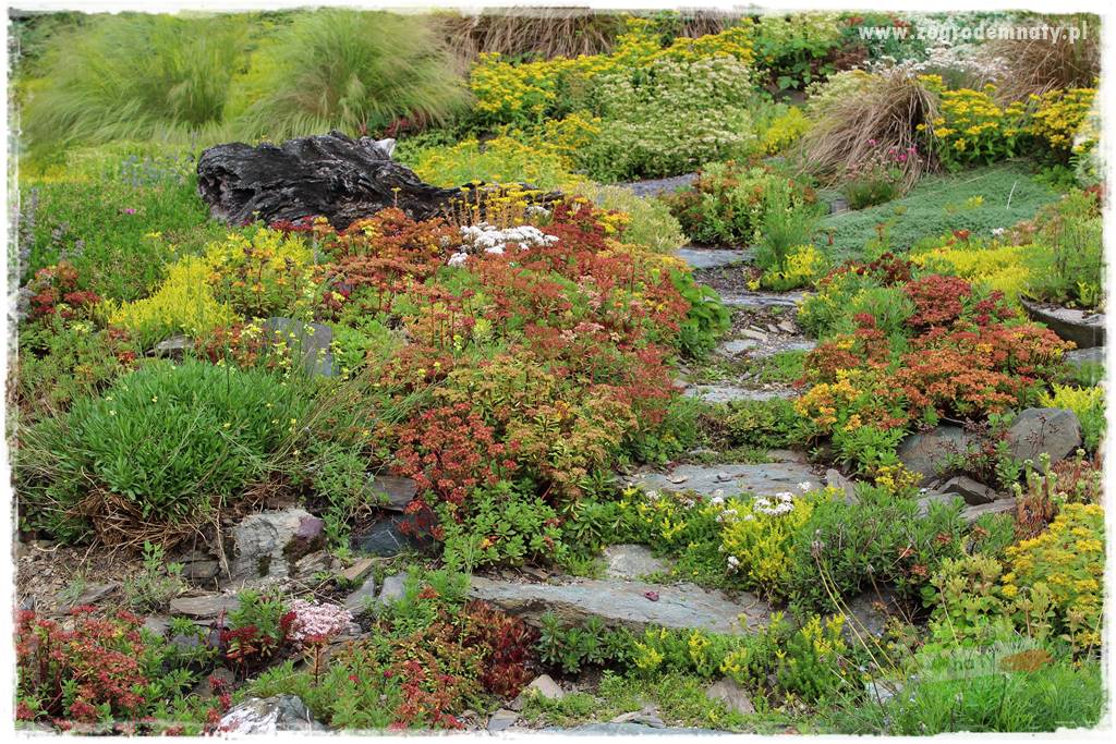 Byliny o ozdobnych liściach 40 Byliny o ozdobnych liściach 40