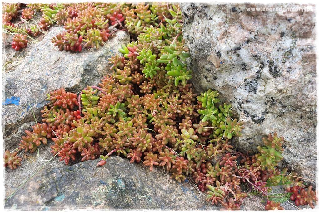 Byliny o ozdobnych liściach 41 Byliny o ozdobnych liściach 41