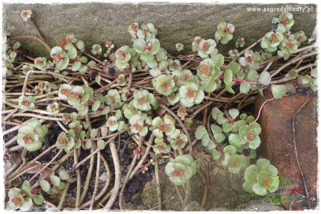 OLYMPUS DIGITAL CAMERA OLYMPUS DIGITAL CAMERA