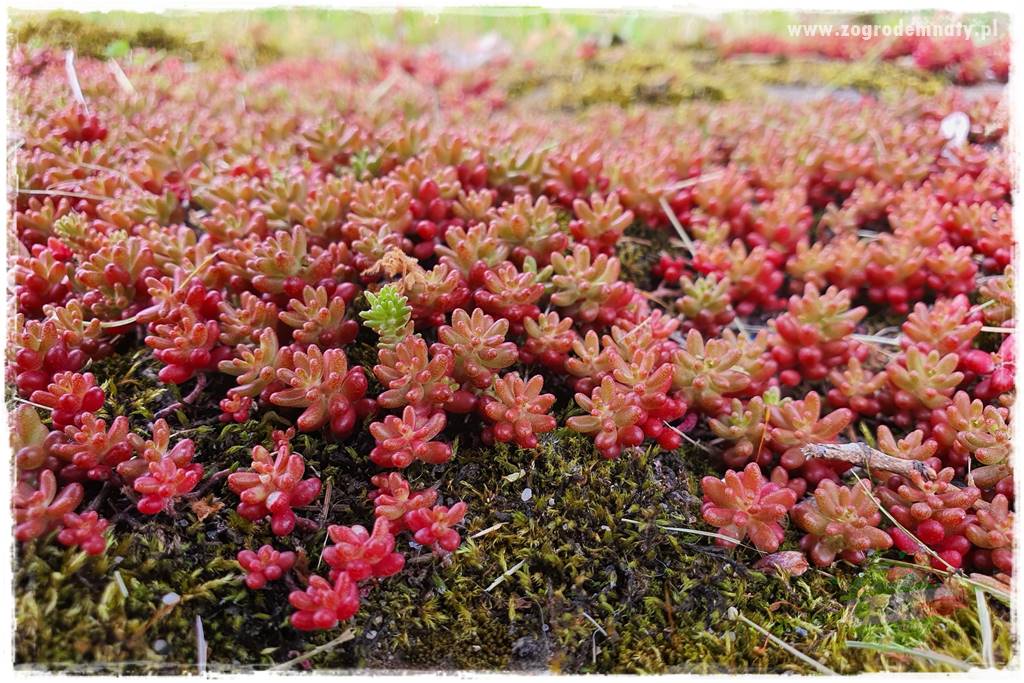 Byliny o ozdobnych liściach 45 Byliny o ozdobnych liściach 45