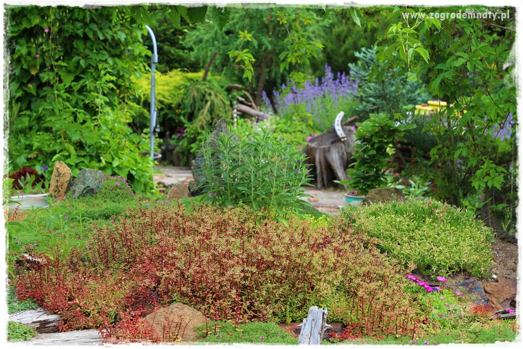 Byliny o ozdobnych liściach 47 Byliny o ozdobnych liściach 47