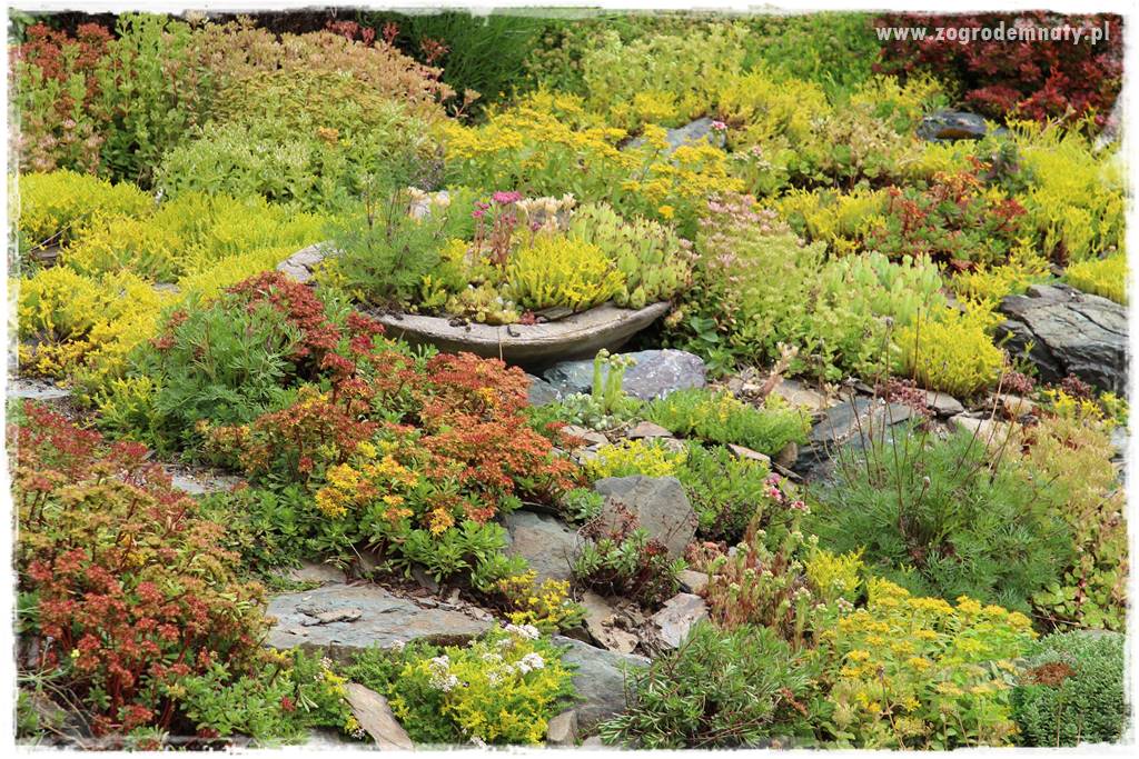 Byliny o ozdobnych liściach 49 Byliny o ozdobnych liściach 49