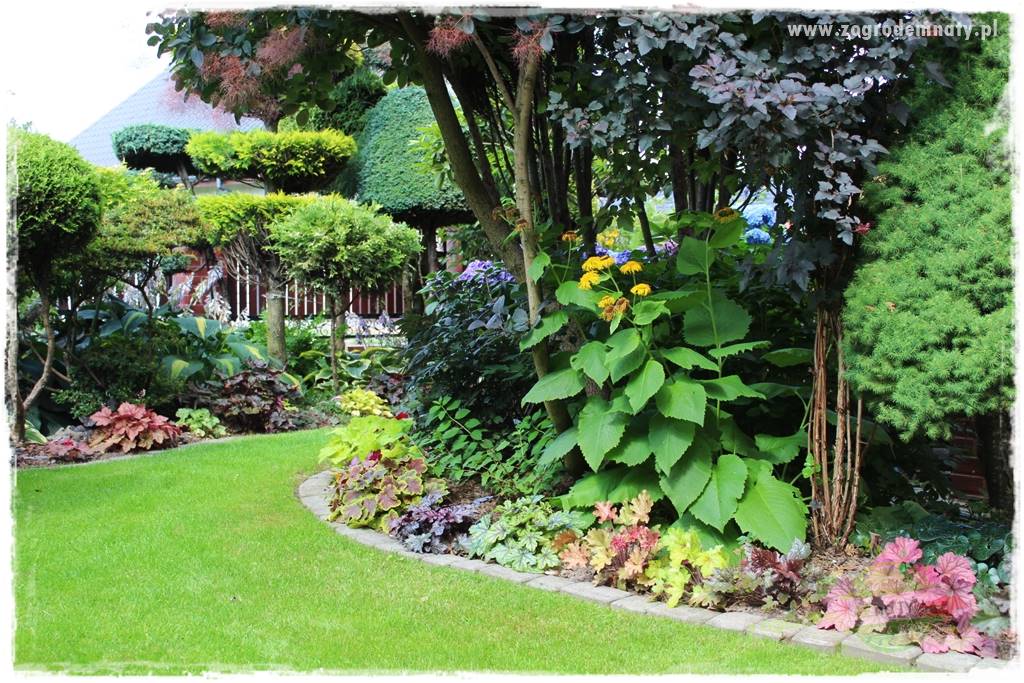 Byliny o ozdobnych liściach 5 Byliny o ozdobnych liściach 5