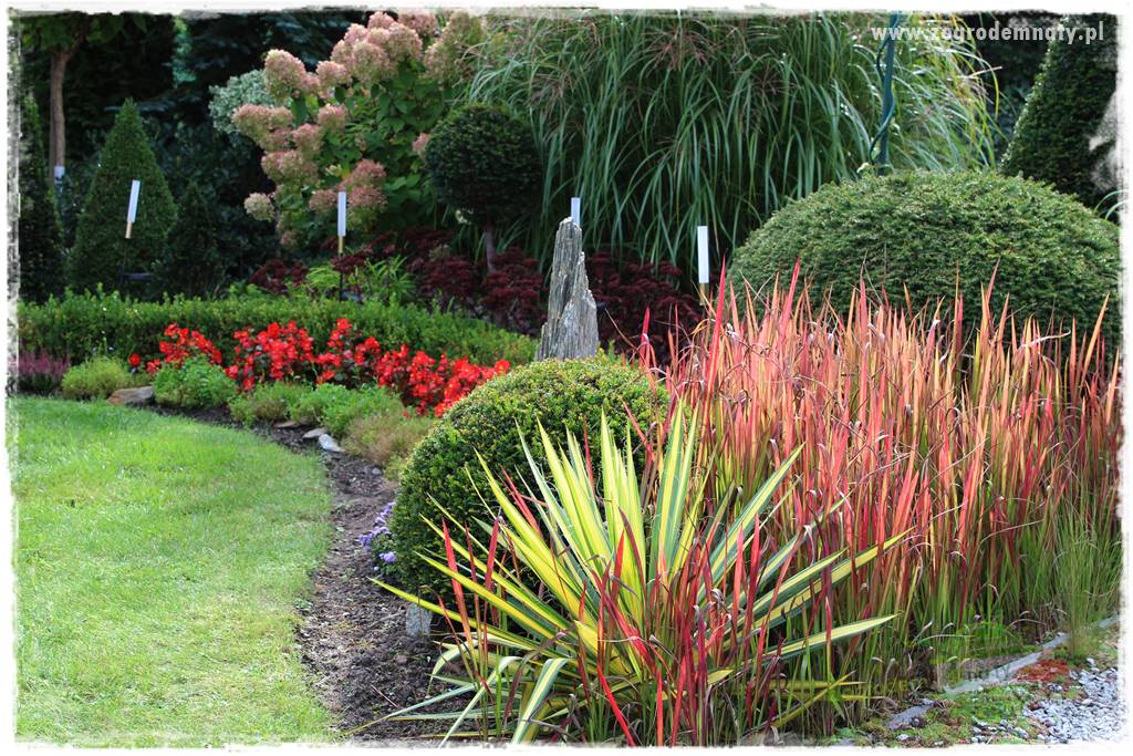 Byliny o ozdobnych liściach 51 Byliny o ozdobnych liściach 51