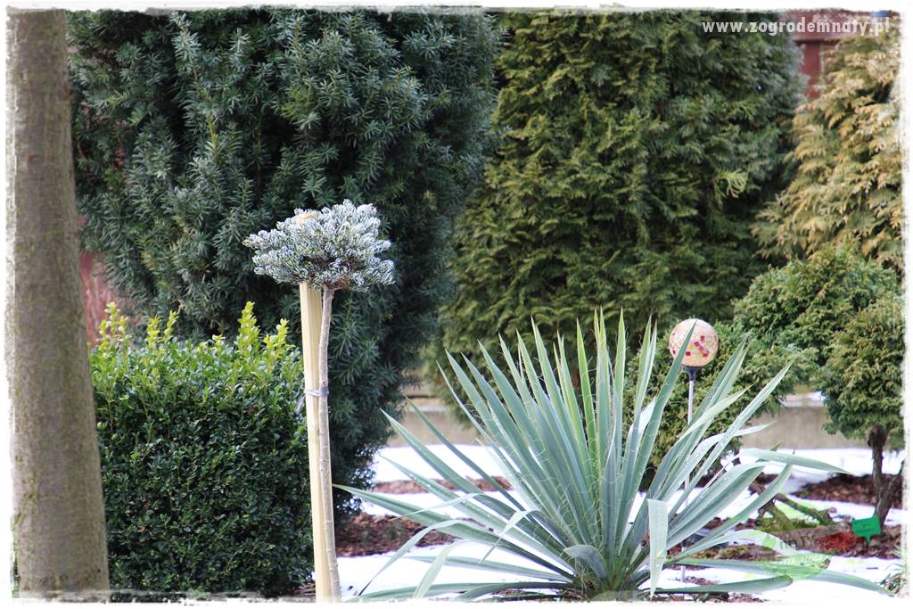 Byliny o ozdobnych liściach 52 Byliny o ozdobnych liściach 52