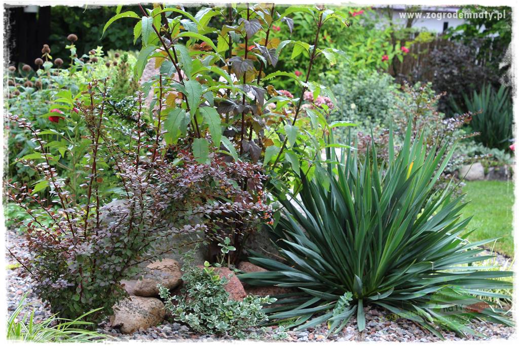 Byliny o ozdobnych liściach 55 Byliny o ozdobnych liściach 55