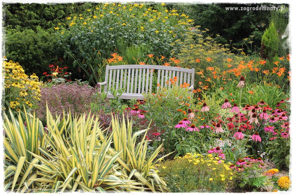 Byliny o ozdobnych liściach 57 Byliny o ozdobnych liściach 57