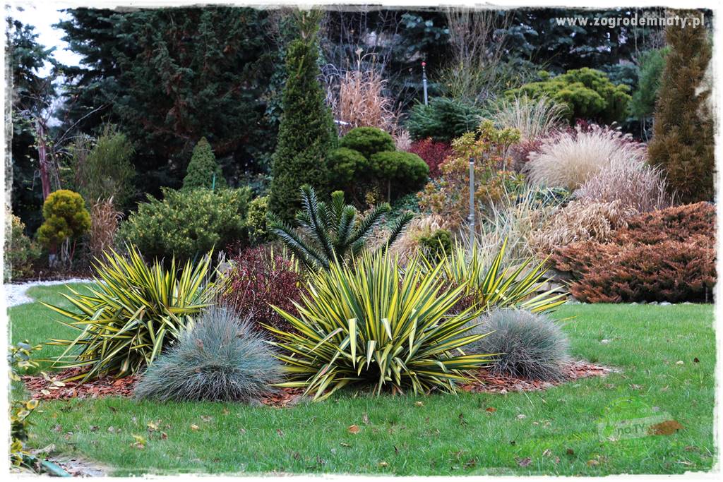 Byliny o ozdobnych liściach 59 Byliny o ozdobnych liściach 59