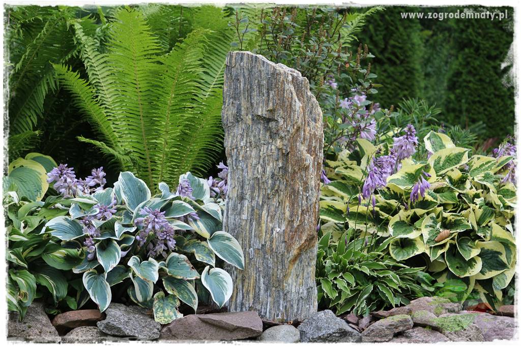 Byliny o ozdobnych liściach 6 Byliny o ozdobnych liściach 6