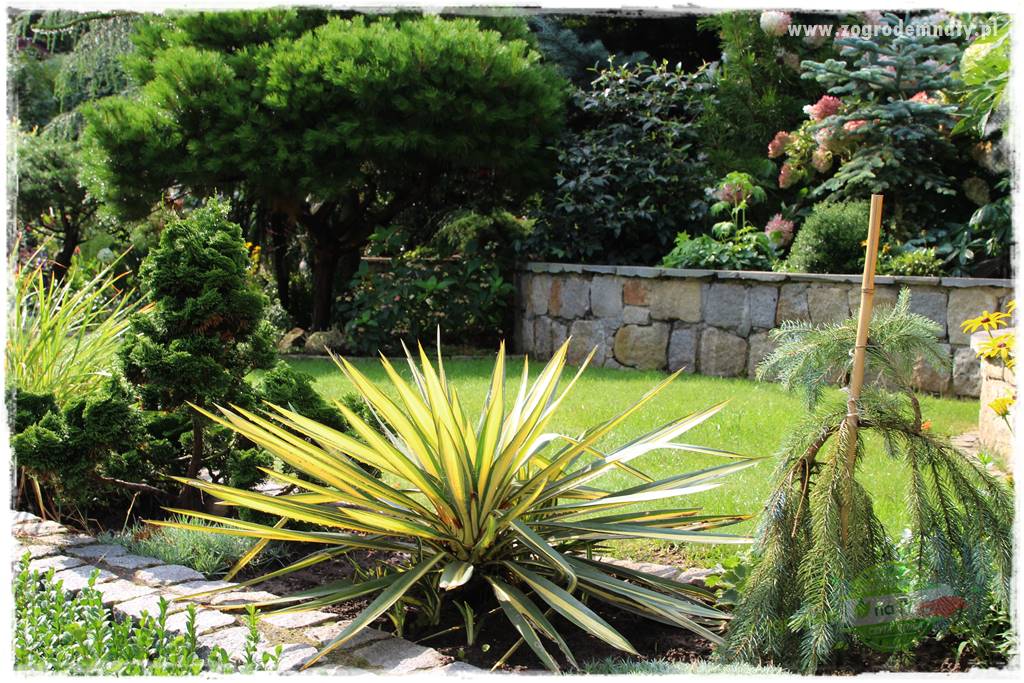 Byliny o ozdobnych liściach 60 Byliny o ozdobnych liściach 60