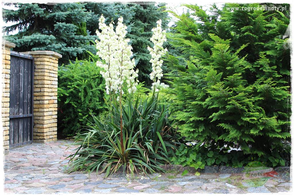 Byliny o ozdobnych liściach 62 Byliny o ozdobnych liściach 62